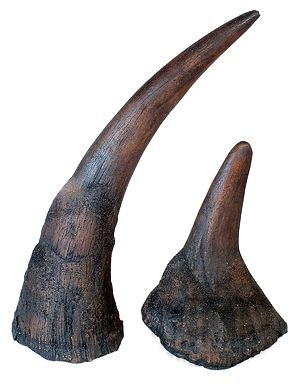 rhino-horn.jpg